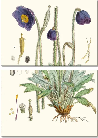 Картина Meconopsis Simplicifolia (1855)