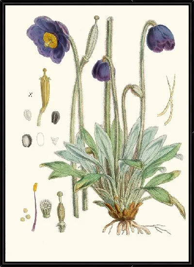Картина Meconopsis Simplicifolia (1855)
