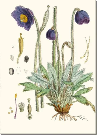 Картина Meconopsis Simplicifolia (1855)