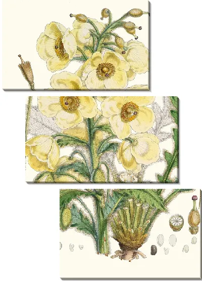 Картина Meconopsis Nepalensis (1855)