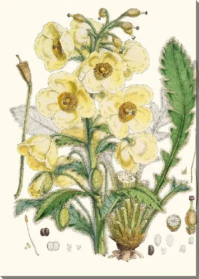 Картина Meconopsis Nepalensis (1855)