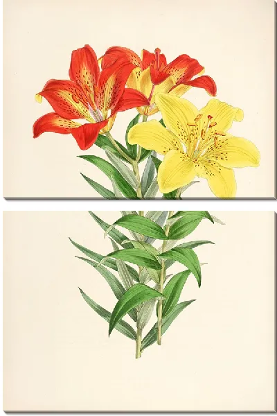 Картина Lilium elegans var incomparabile (1877-1880)