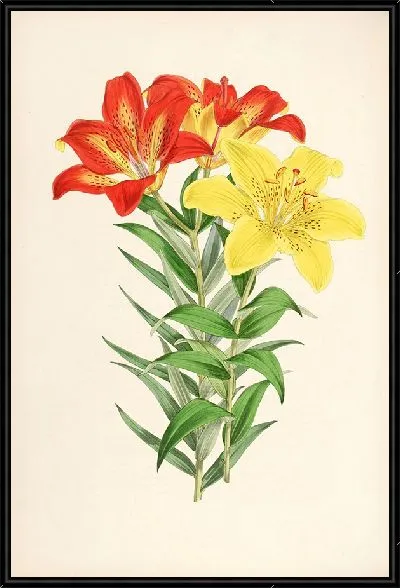 Картина Lilium elegans var incomparabile (1877-1880)