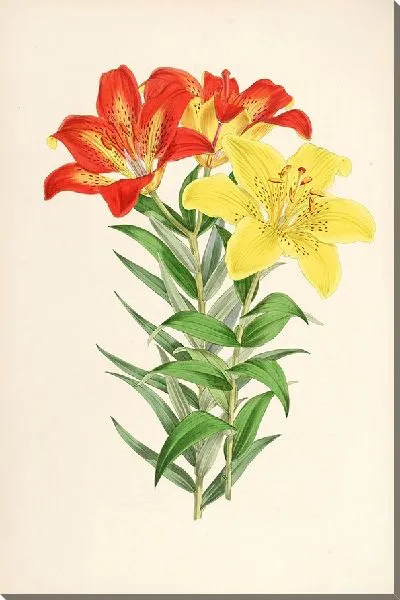 Картина Lilium elegans var incomparabile (1877-1880)