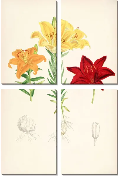Картина Lilium elegans var alutaceum (1877-1880)