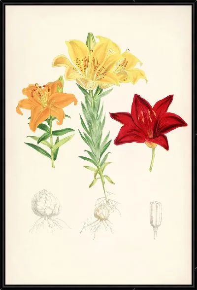 Картина Lilium elegans var alutaceum (1877-1880)