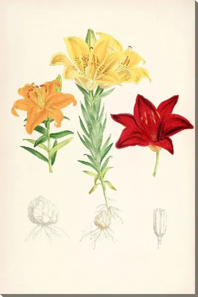 Картина Lilium elegans var alutaceum (1877-1880)