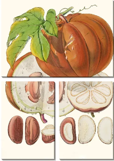 Картина Hodgsonia Heteroclita (1855)
