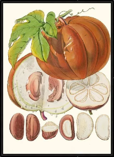 Картина Hodgsonia Heteroclita (1855)