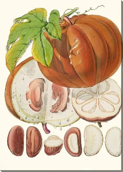 Картина Hodgsonia Heteroclita (1855)