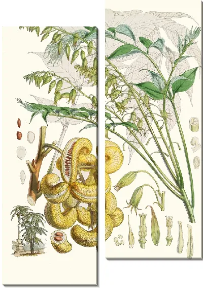 Картина Decaisnea Insignis (1855)