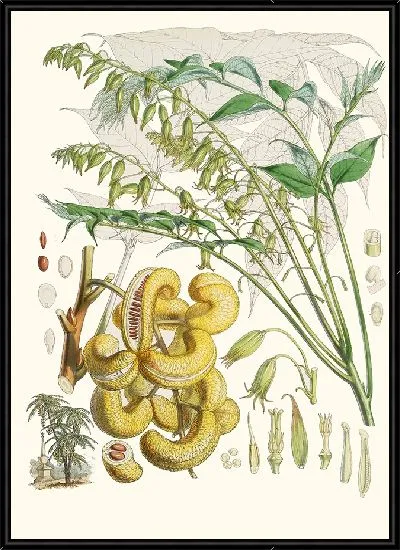 Картина Decaisnea Insignis (1855)