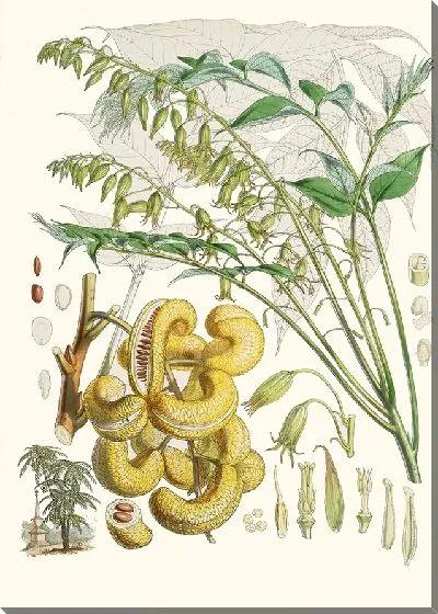 Картина Decaisnea Insignis (1855)