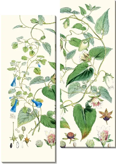 Картина AC Gracilis (1855 г.)