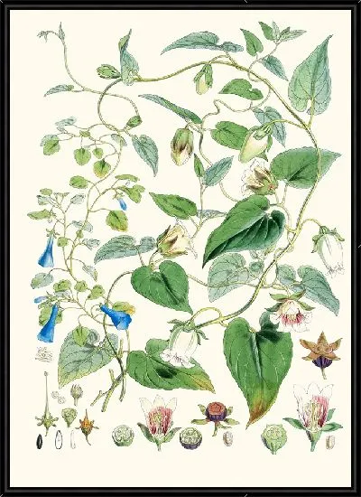 Картина AC Gracilis (1855 г.)