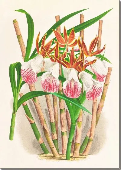 Картина 53011pl