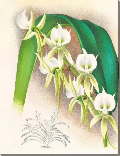 Картина Гордый вариант цвета слоновой кости