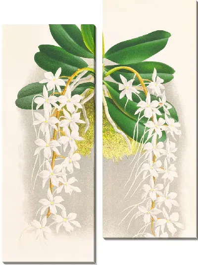 Картина Ангрекум Эллис (1885-1906)