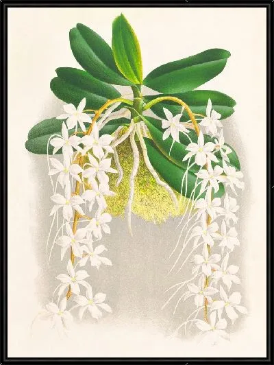 Картина Ангрекум Эллис (1885-1906)