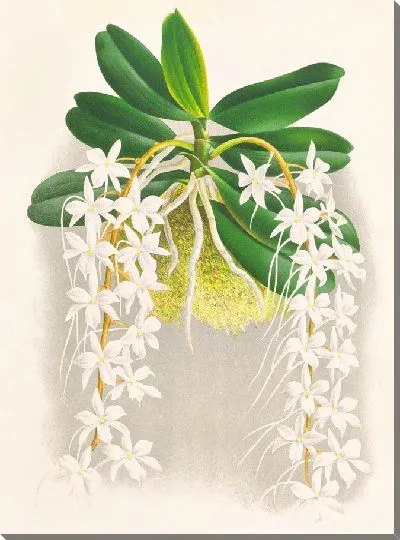 Картина Ангрекум Эллис (1885-1906)