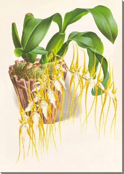 Картина Хвосты капусты