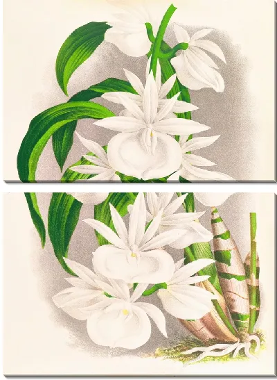 Картина Катасетум Бунгерот (1885-1906)
