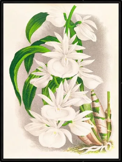 Картина Катасетум Бунгерот (1885-1906)