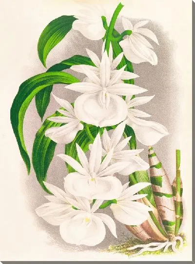 Картина Катасетум Бунгерот (1885-1906)