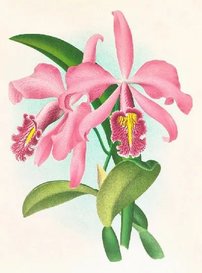 Картина Каттлея максимальная. (1885-1906)