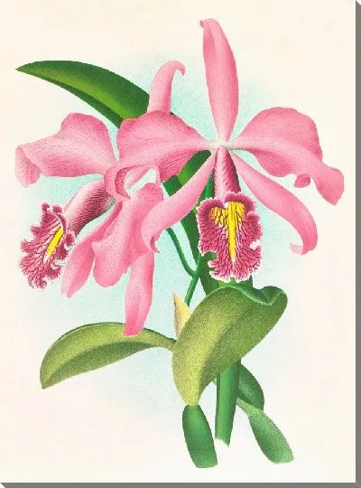 Картина Каттлея максимальная. (1885-1906)