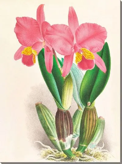 Картина Каттлея перцивалиана вар рейхенбахи