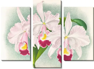 Картина Каттлея трианская (Cattleya Trianae) Мартина-Каузака (1885-1906)