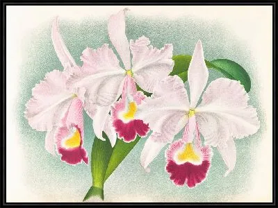 Каттлея трианская (Cattleya Trianae) Мартина-Каузака (1885-1906)