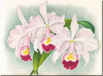 Каттлея трианская (Cattleya Trianae) Мартина-Каузака (1885-1906)
