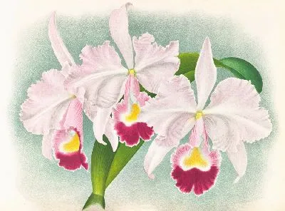 Каттлея трианская (Cattleya Trianae) Мартина-Каузака (1885-1906)