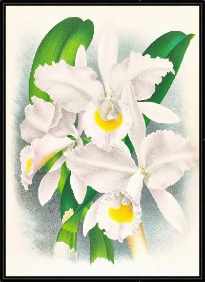 Картина Бледная каттлея (1885-1906)