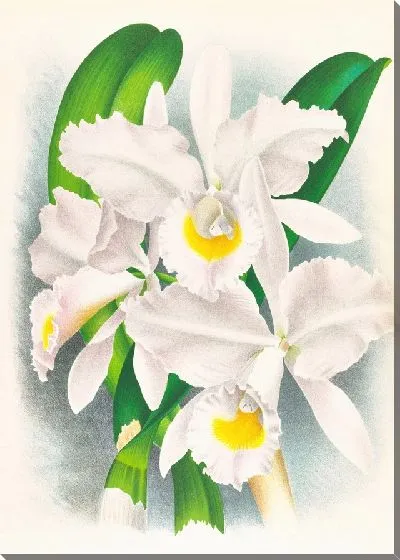 Картина Бледная каттлея (1885-1906)