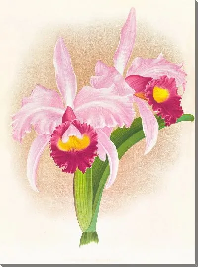 Картина Каттлея пурпурная (1885-1906)