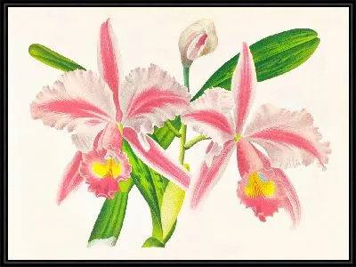 Каттлея трехполосная (1885-1906)