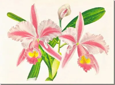 Каттлея трехполосная (1885-1906)