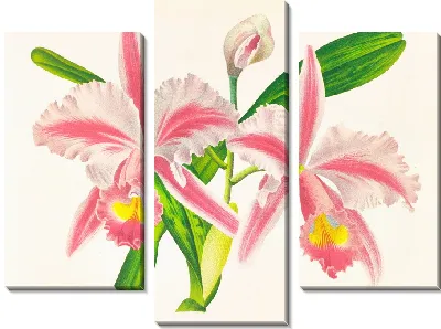 Каттлея трехполосная (1885-1906)