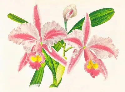 Каттлея трехполосная (1885-1906)