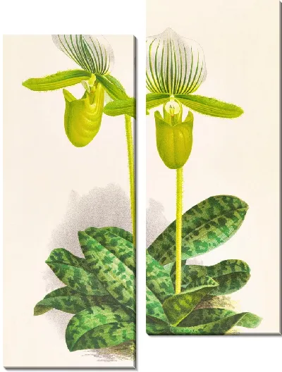 Картина Cypripedium Lawrenceanum var hyeanum (1885-1906)