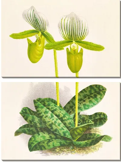 Картина Cypripedium Lawrenceanum var hyeanum (1885-1906)