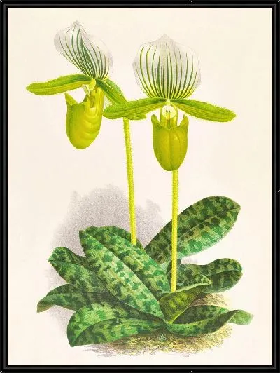 Картина Cypripedium Lawrenceanum var hyeanum (1885-1906)