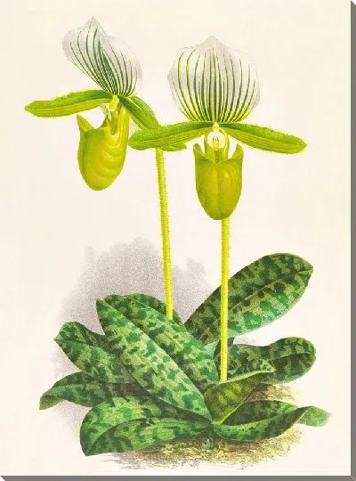 Картина Cypripedium Lawrenceanum var hyeanum (1885-1906)