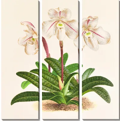 Картина Cypripedium microchilum (1885-1906)