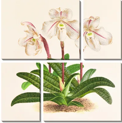 Картина Cypripedium microchilum (1885-1906)