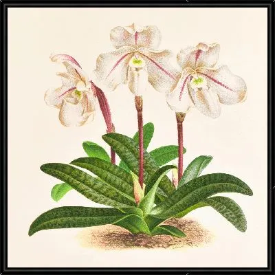 Cypripedium microchilum (1885-1906)