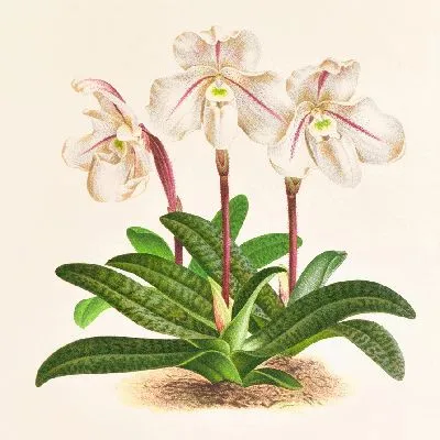 Cypripedium microchilum (1885-1906)